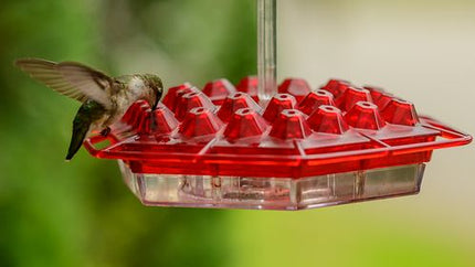 Collection image for: Shirem Hummingbird Feeder